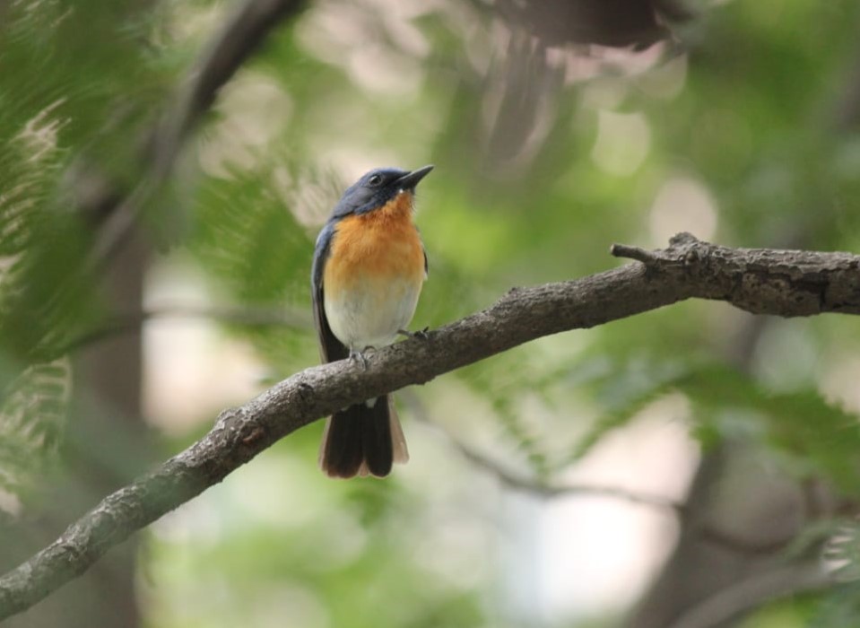 Birds at home