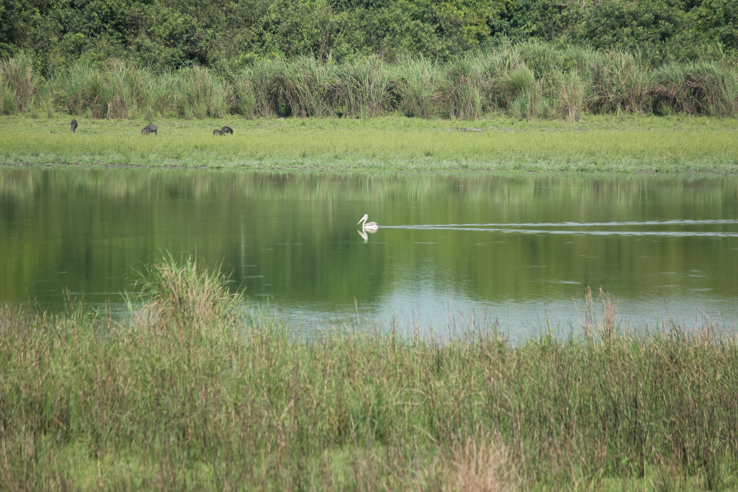 Birds of Kaziranga