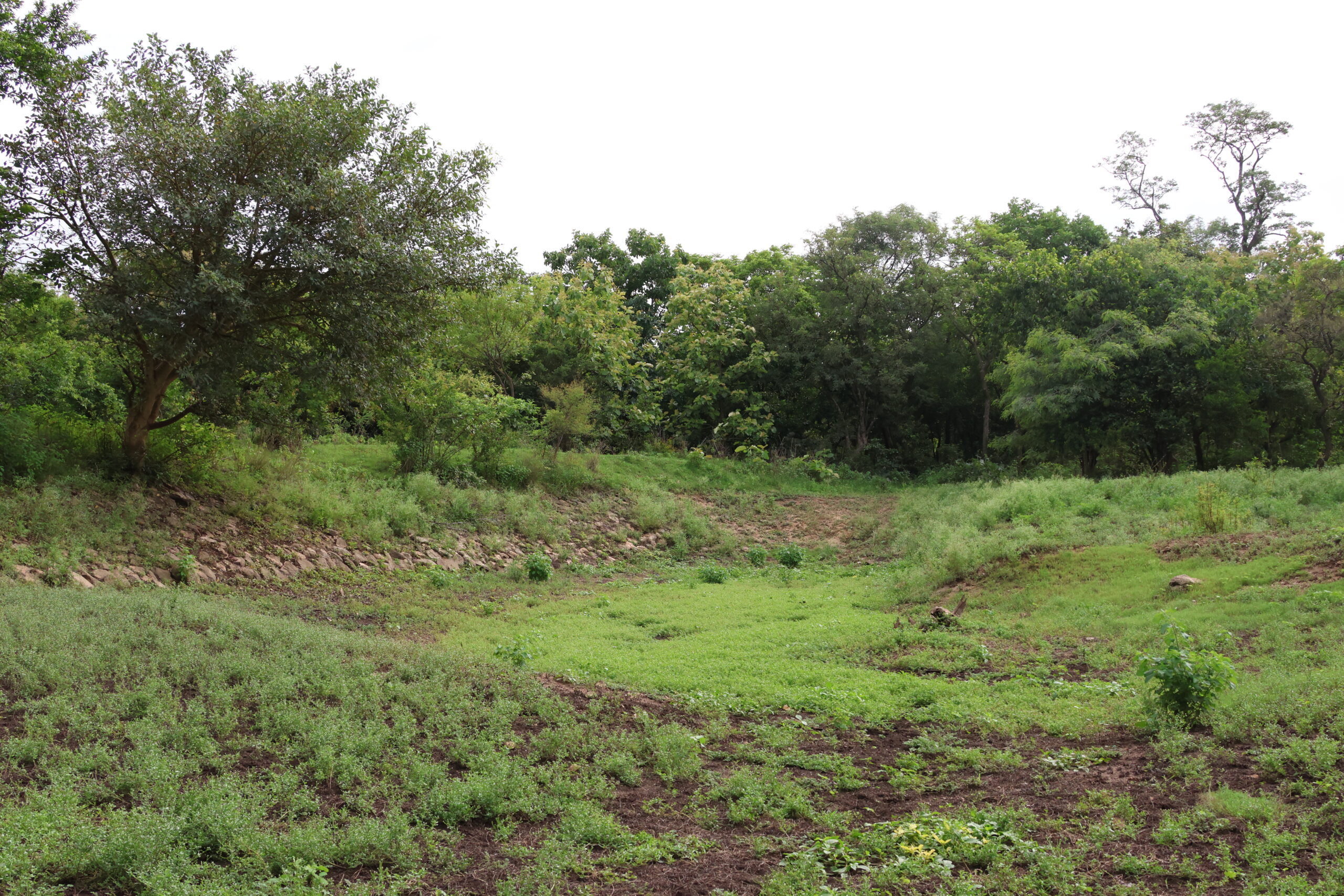 Narsapur forest and Gummadidala cheruvu